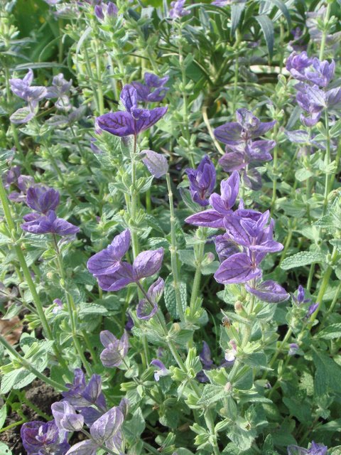 Salvia viridis 'Oxford Blue'